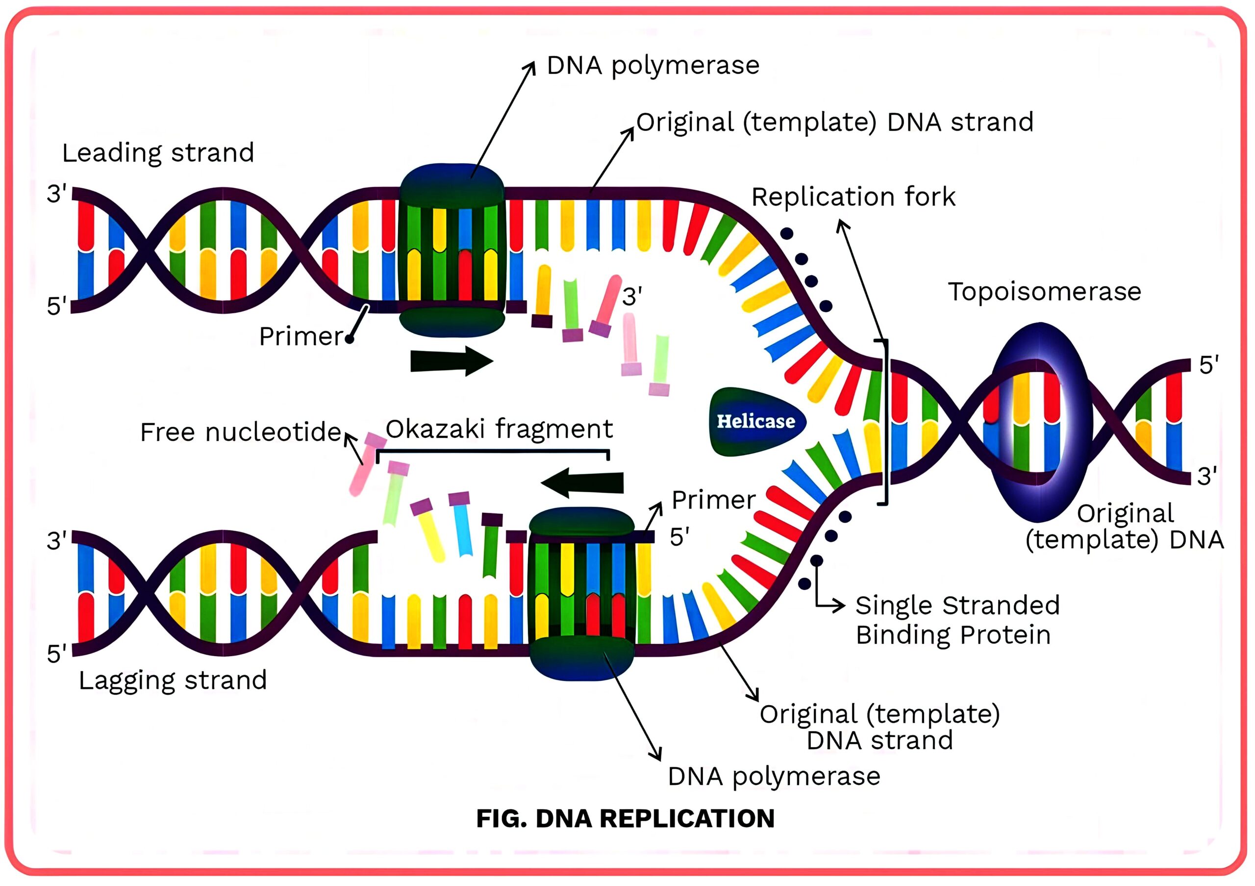 DNA Replication by AVS