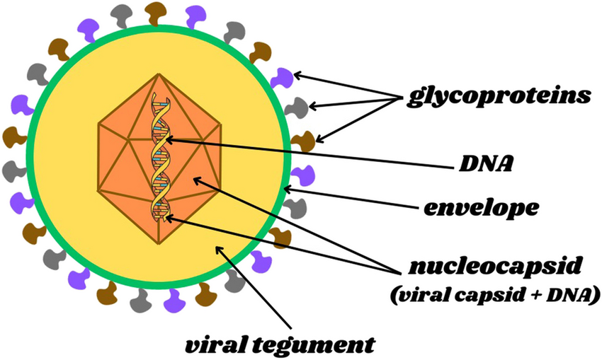 Epstein Barr virus