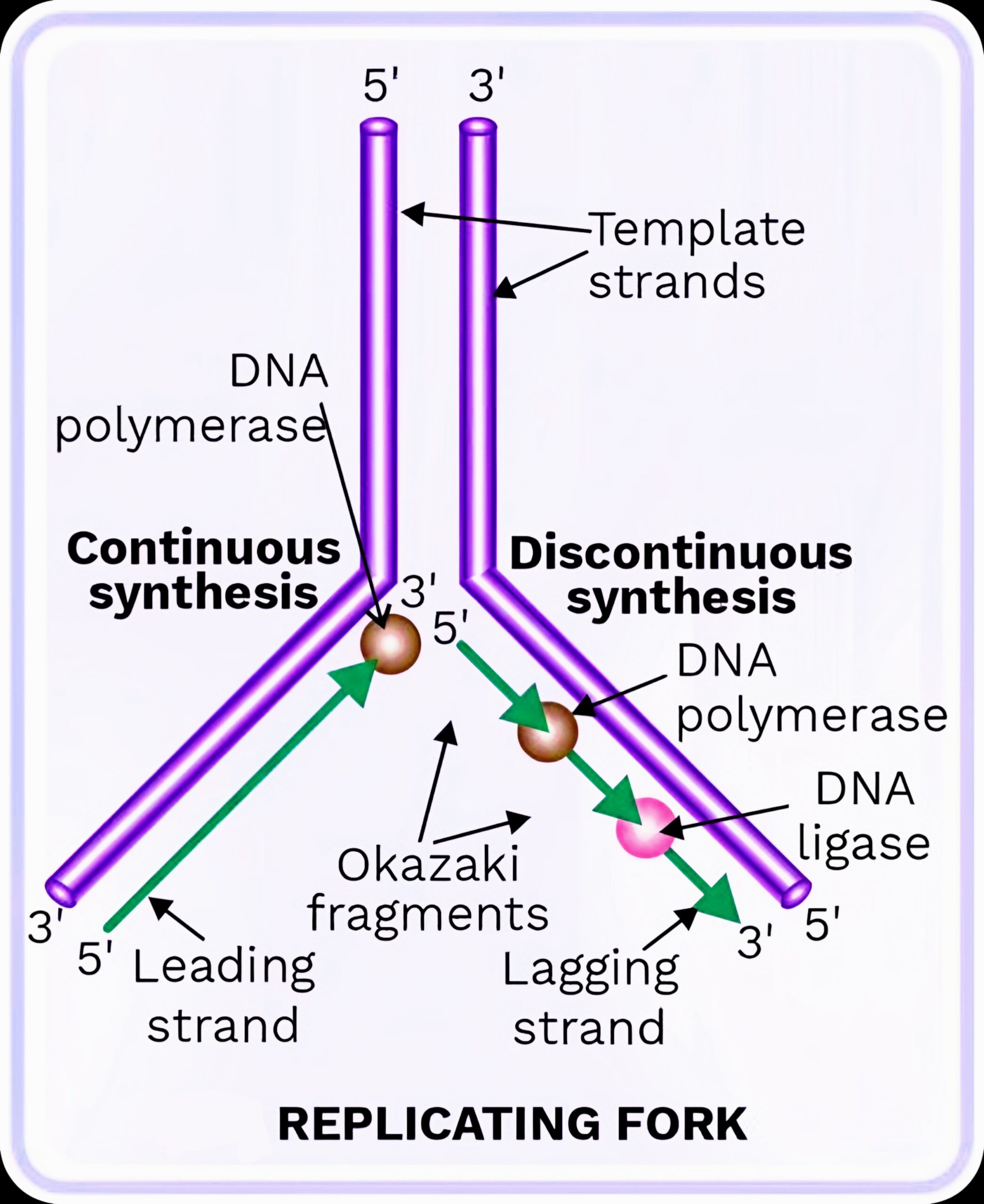 DNA Replication